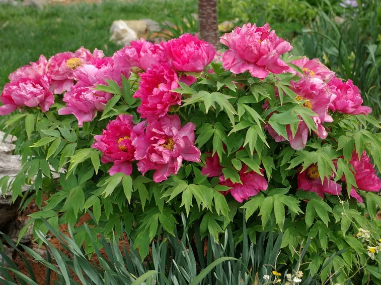 Origini e leggende delle peonie