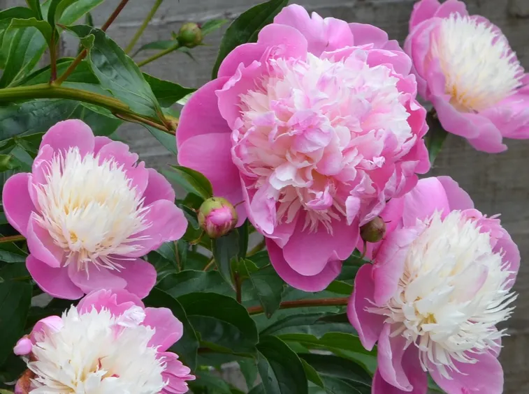 Coltivazione peonie