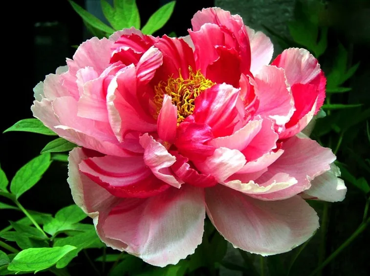 fiore di peonia