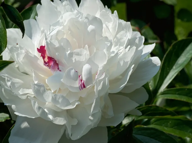 peonia bianca
