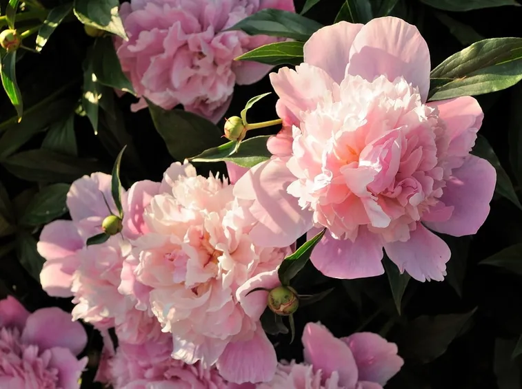 peonie rosa