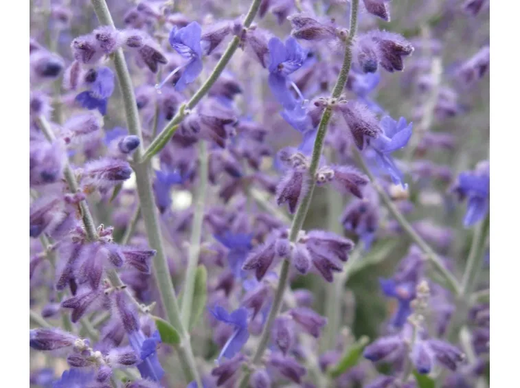 Perovskia atriplicifolia