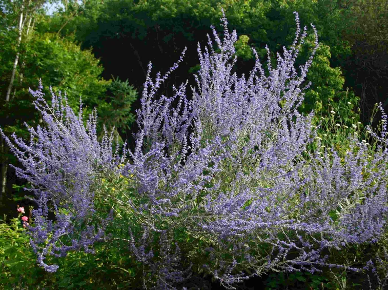 Perovskia atriplicifolia