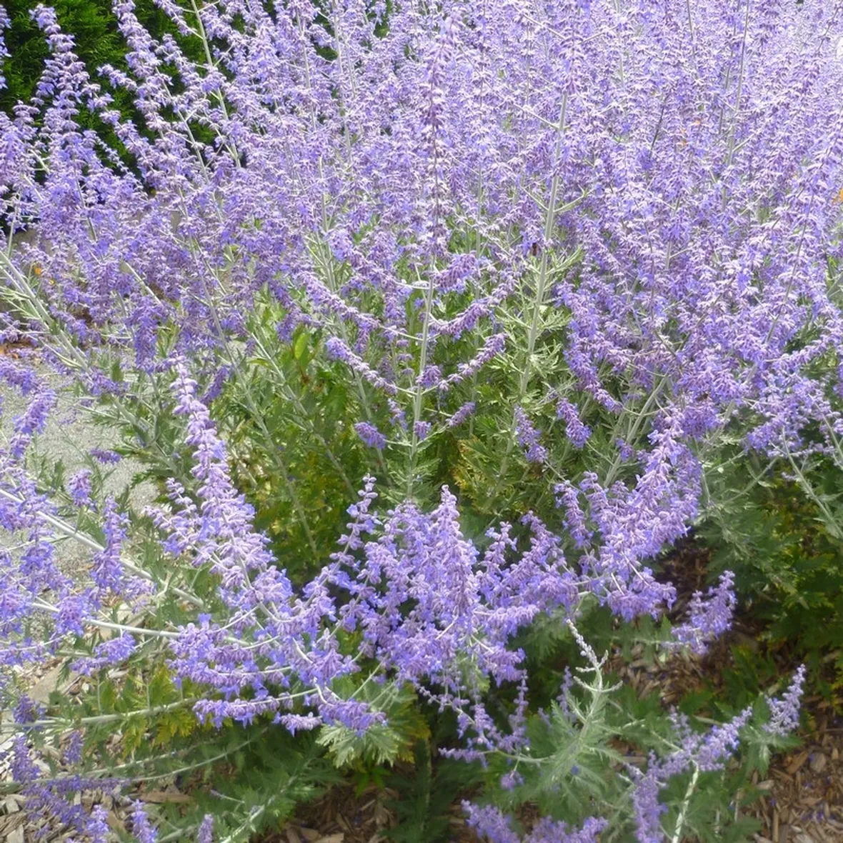 Salvia russa