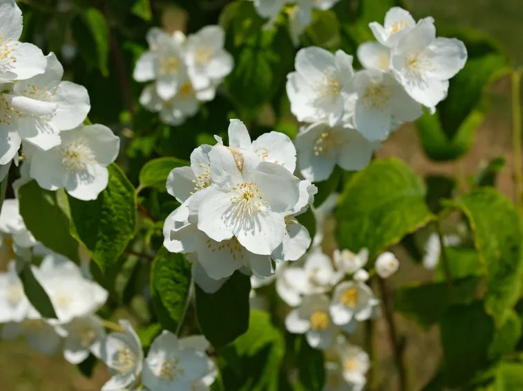 philadelphus inodorus