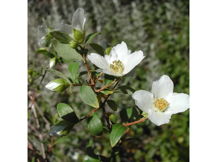 Philadelphus microphillus