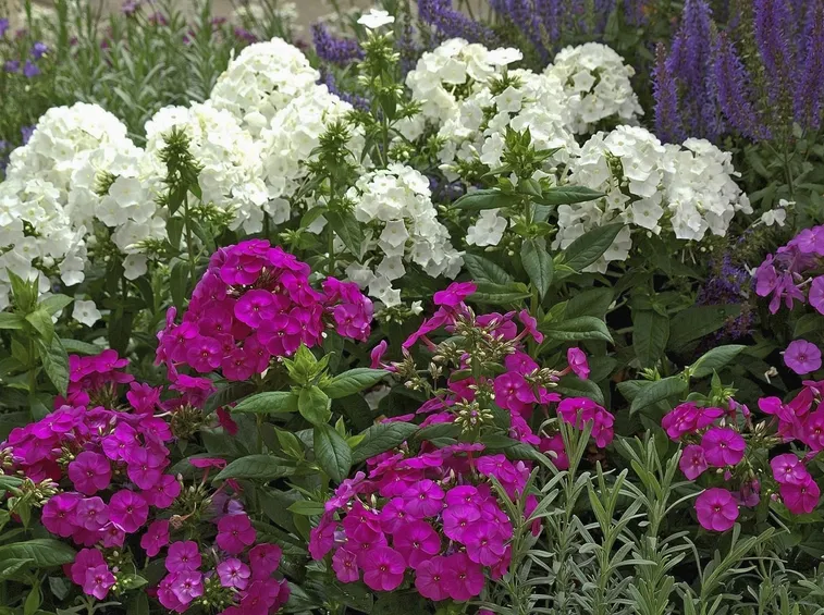 phlox