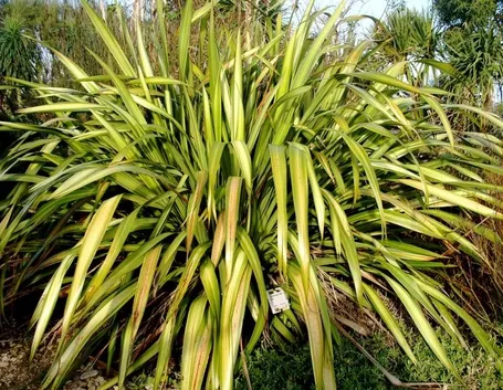 Phormium 