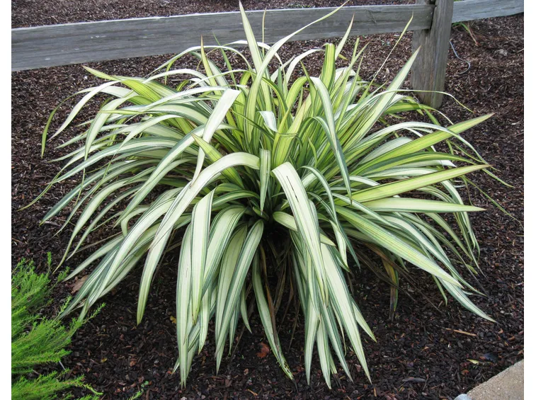 Phormium