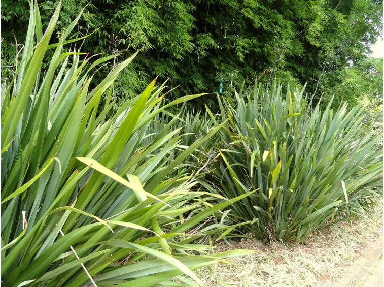 phormium