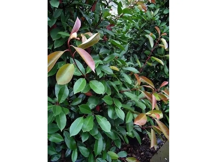 photinia fraseri red robin