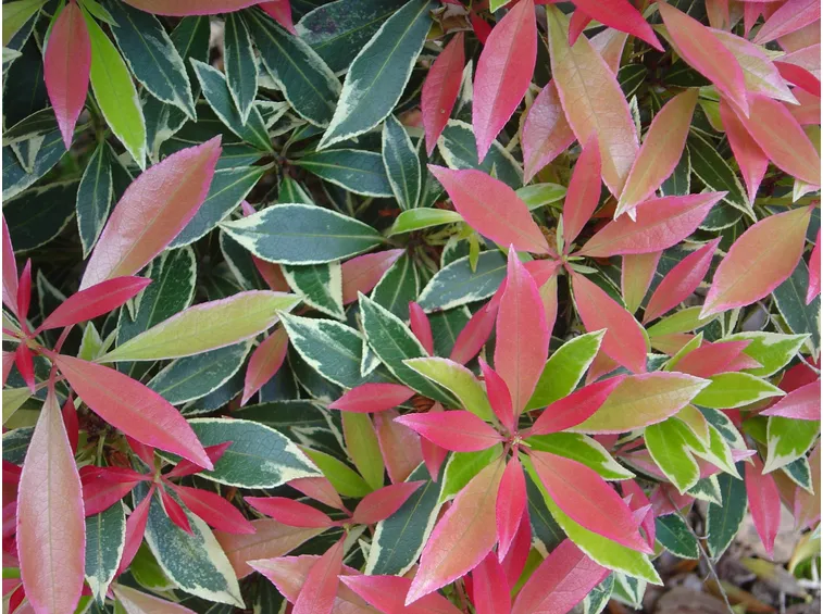 Pieris 