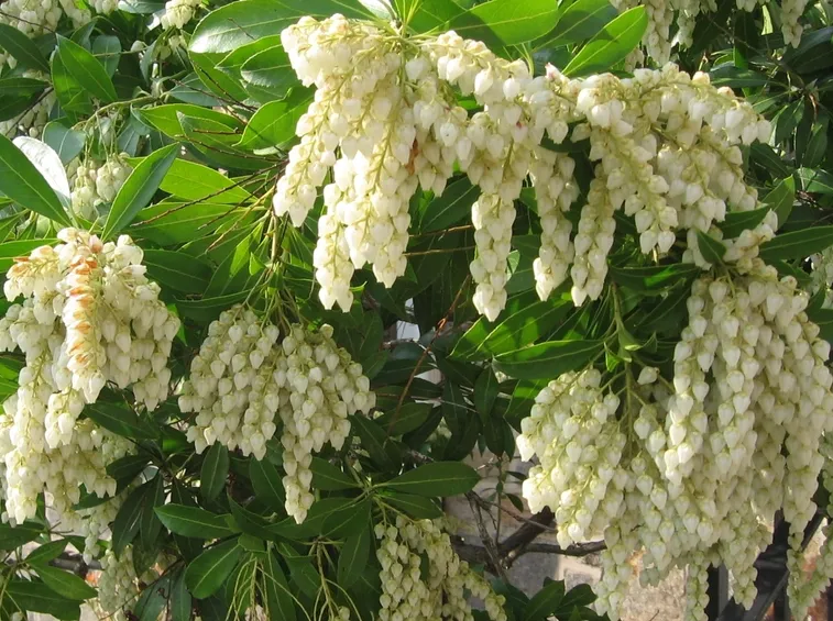Pieris