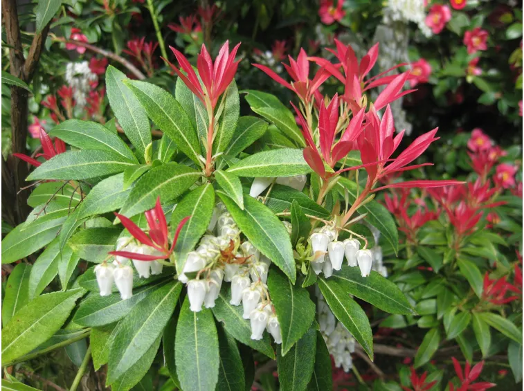 Pieris Floribunda