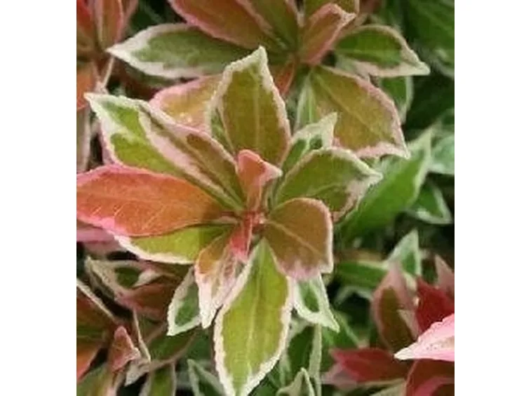 Pieris 
