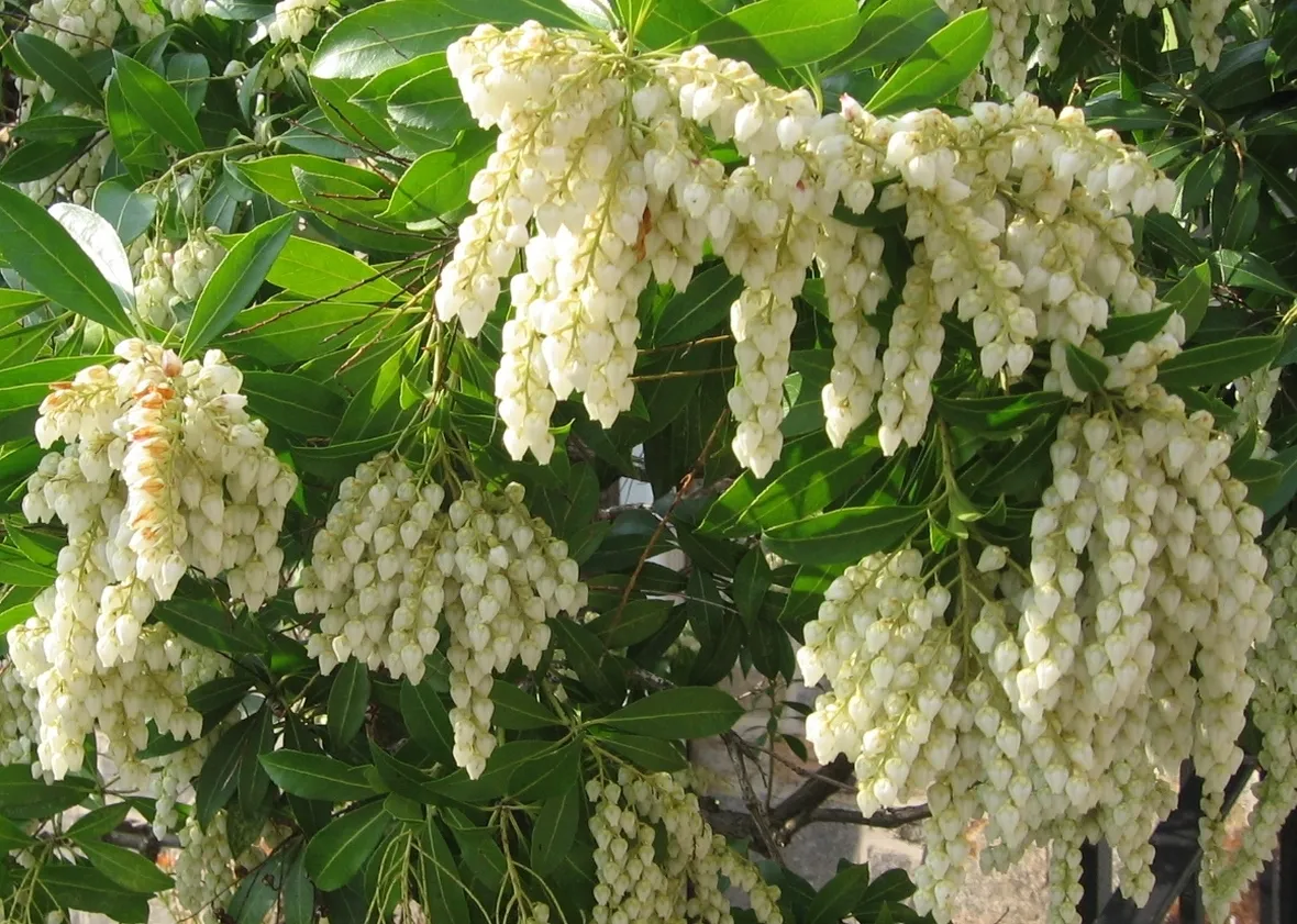 Pieris