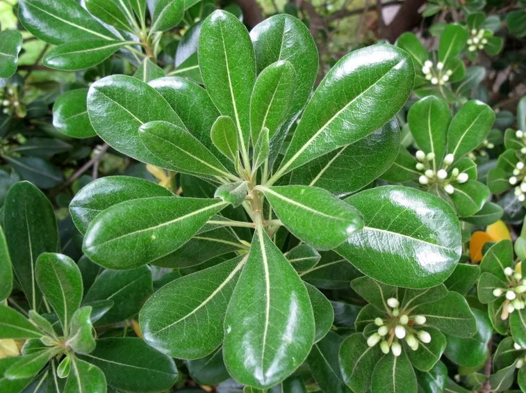 Pitosforo tobira