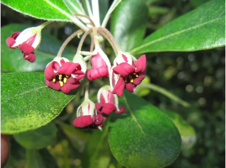 Pittosporum crassifolium