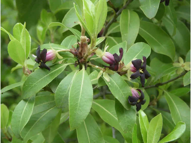 Pittosporum tenuifolium