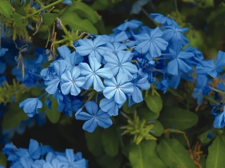 Plumbago