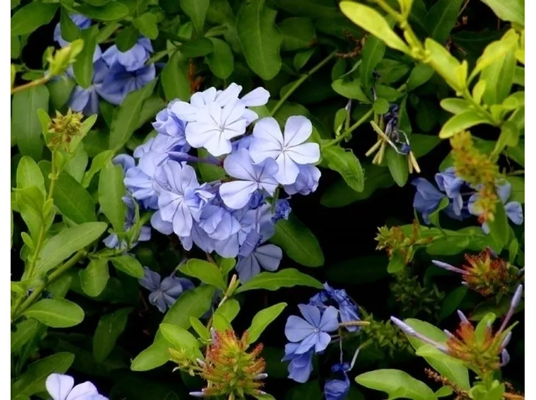 plumbago larpentae