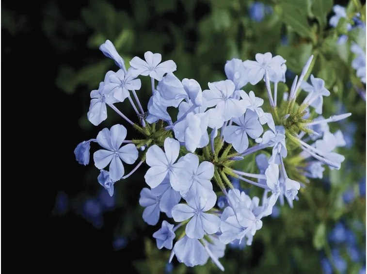 I fiori di Plumbago