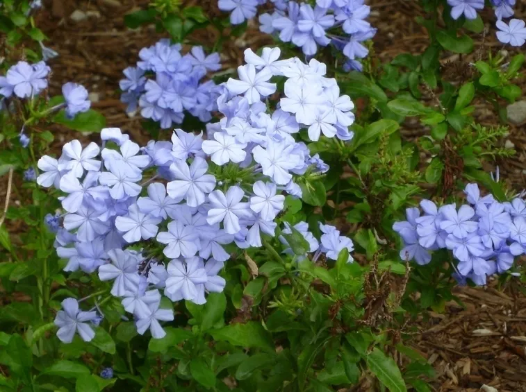 fiori di plumbago
