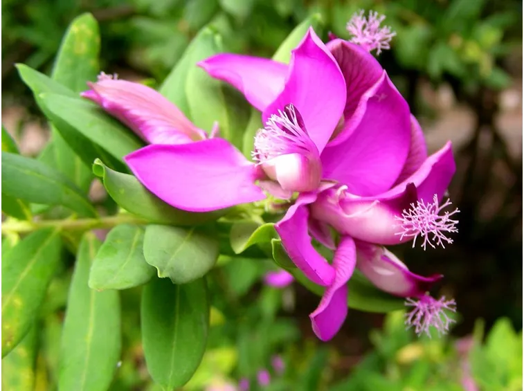 Poligala myrtifolia