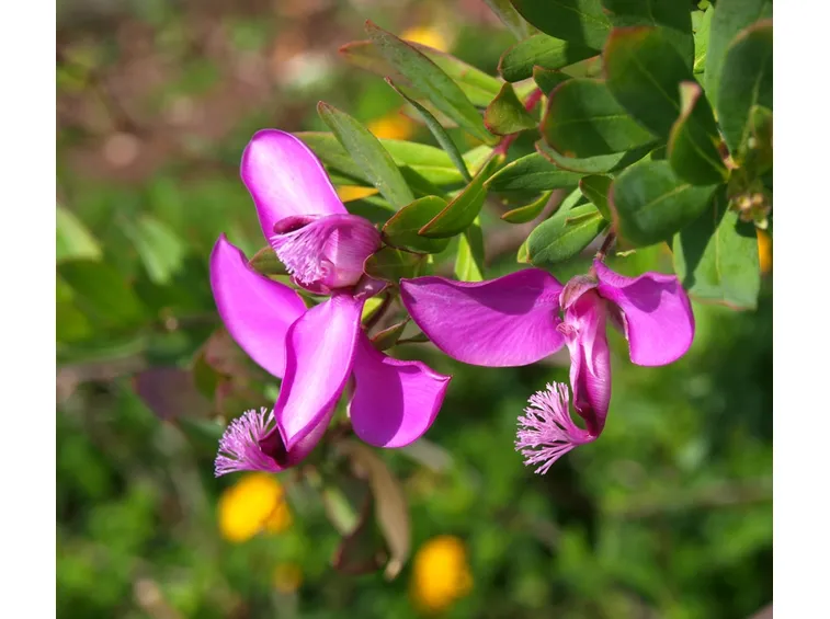 Poligala mirtifolia