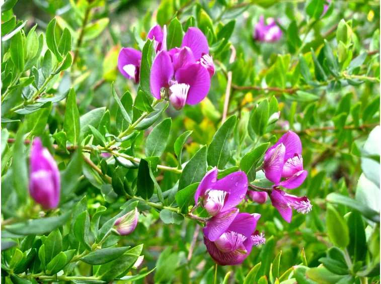 poligala myrtifolia