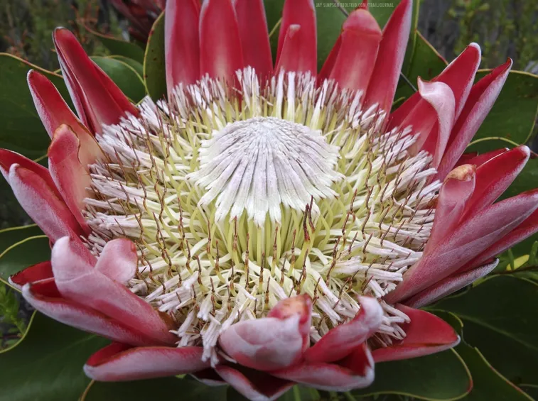 Protea