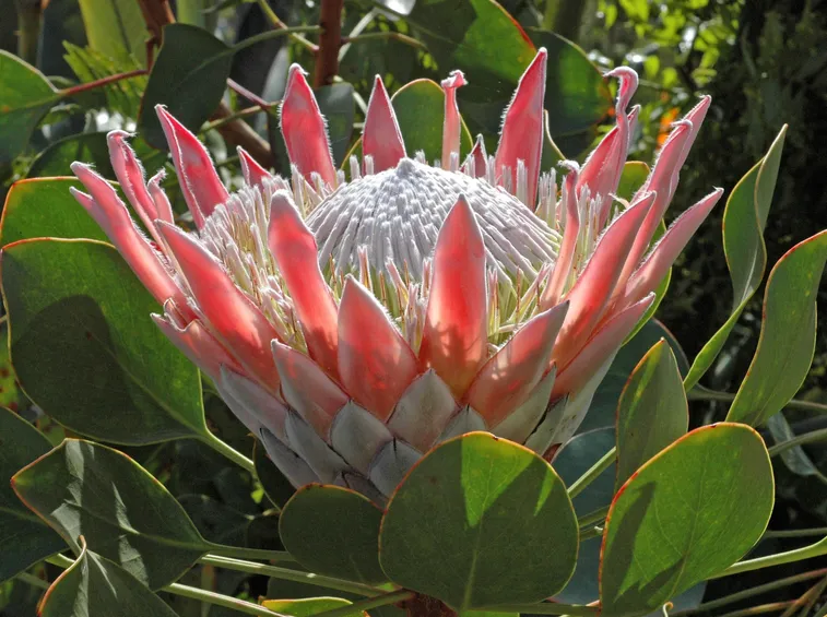 protea cynaroides