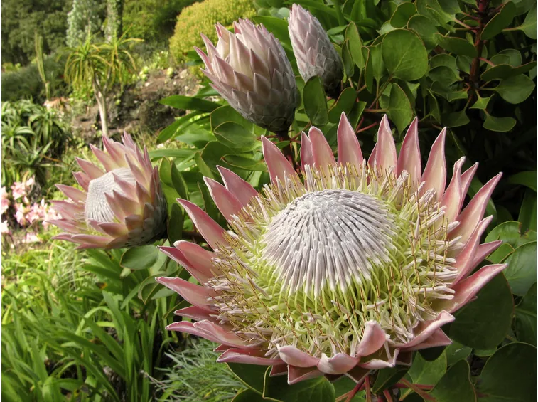 protea