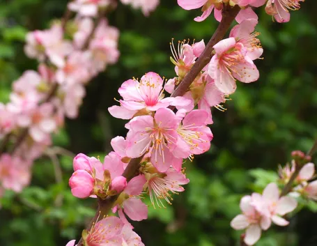 Prunus tenella
