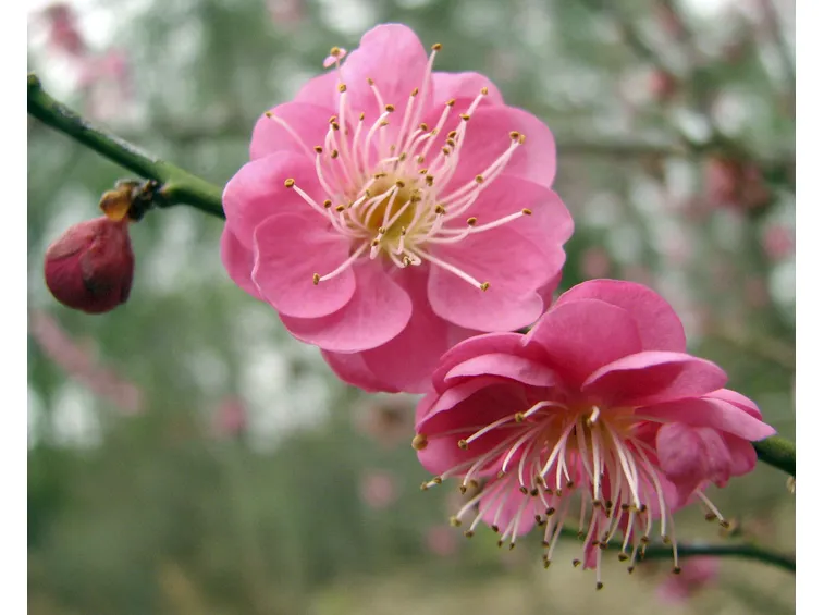 Prunus mume