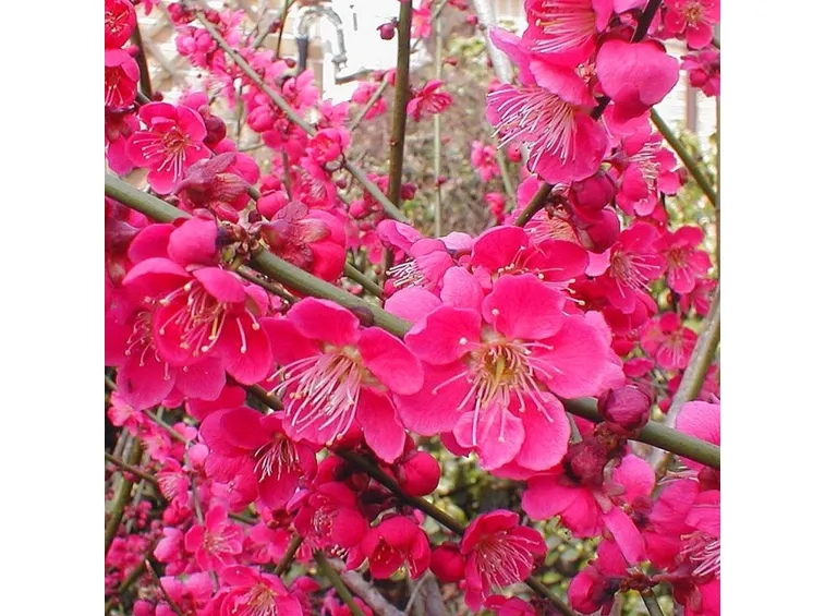 prunus mume