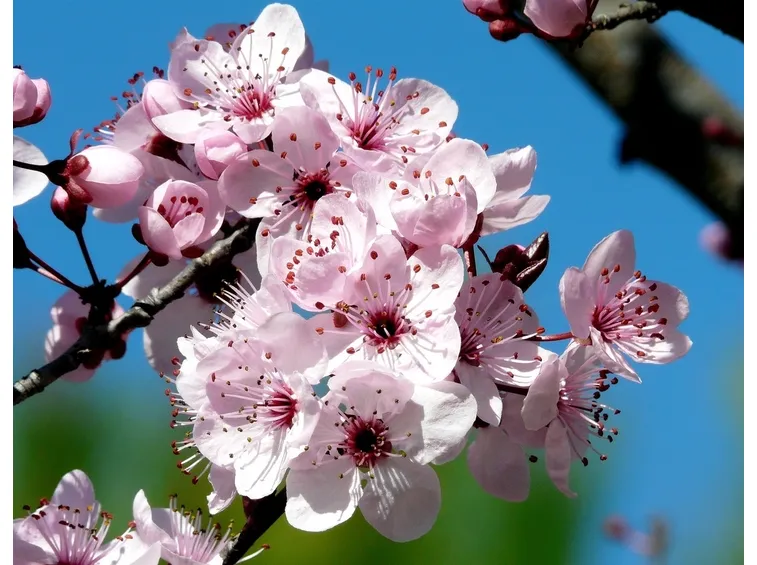 prunus cerasifera