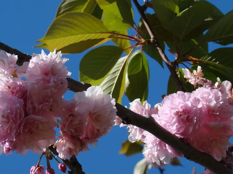 prunus serrulata