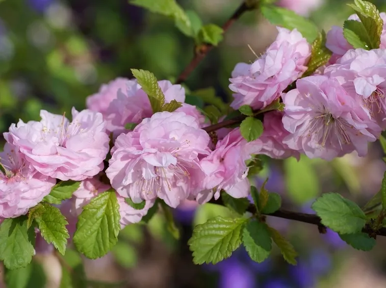 prunus triloba