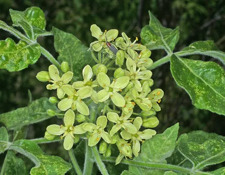 Ptelea 