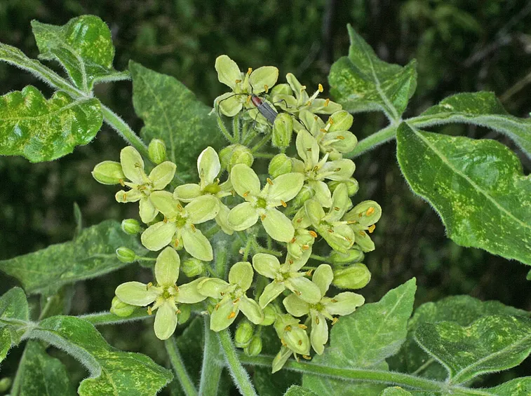 Ptelea 
