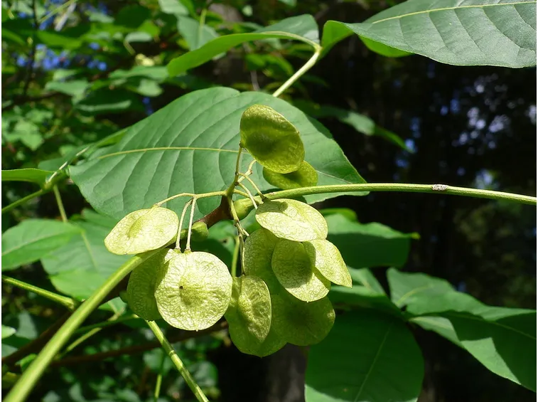 ptelea trifoliata