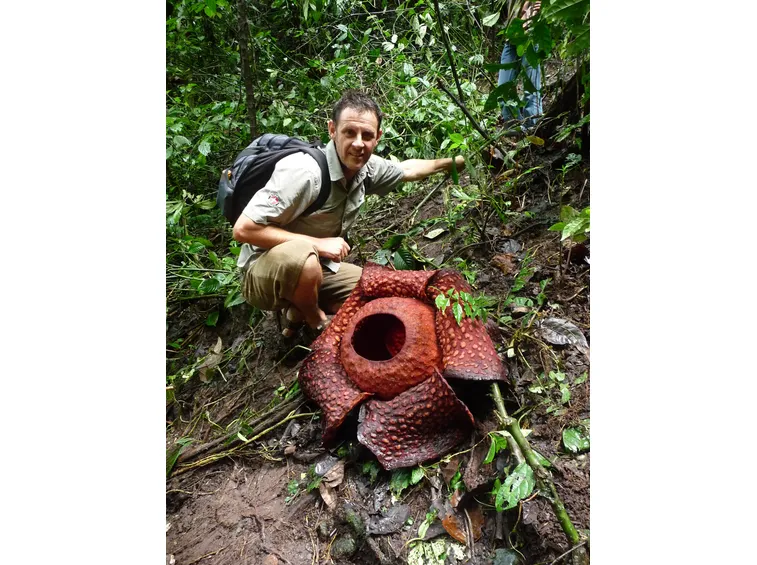 fiore rafflesia