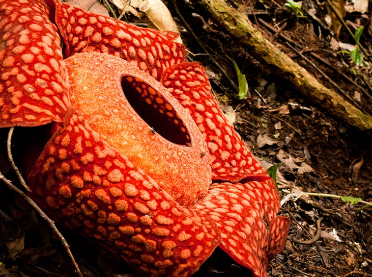 Rafflesia 