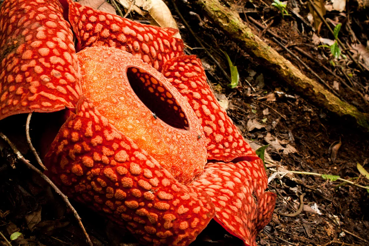 Rafflesia 
