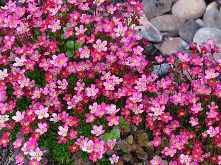 saxifraga