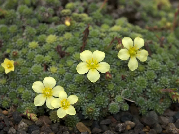 saxifraga 