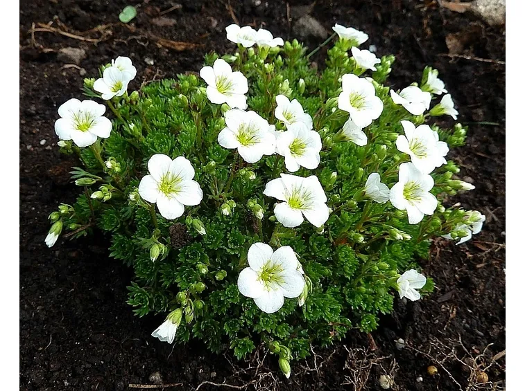 saxifraga white star