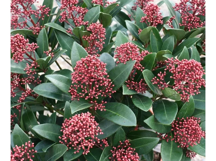 skimmia rubella