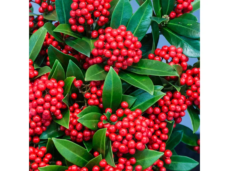 skimmia pabella